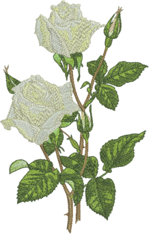 white-rose.png